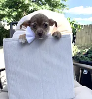 Carmelo, a male Chihuahua for sale in South Orange, NJ – 2 of 3