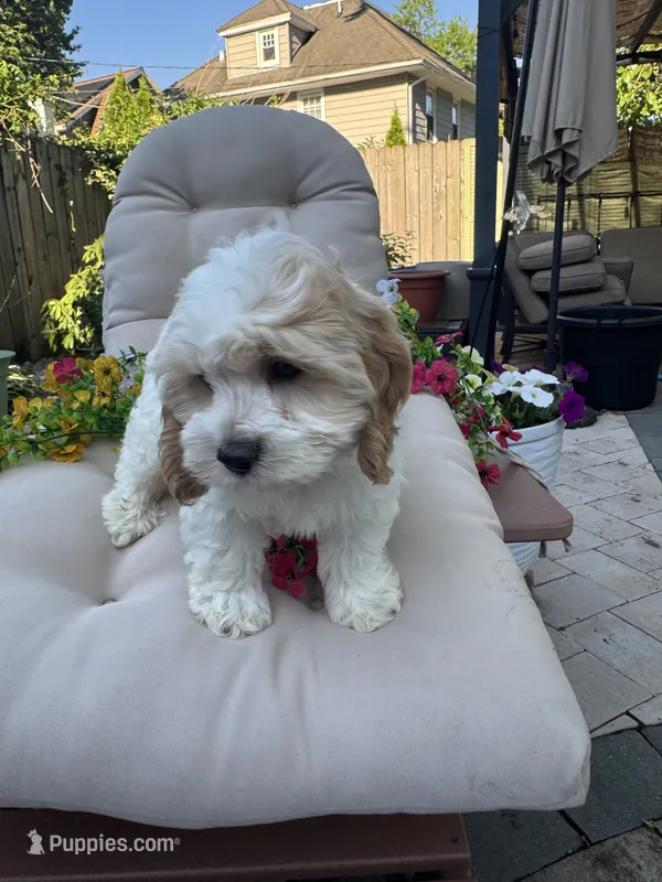 Bunny  – Cockapoo, Poodle - Toy  puppy for sale in South Orange, NJ