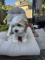 Bunny , a female Cockapoo and Poodle - Toy  for sale in South Orange, NJ – 1 of 2