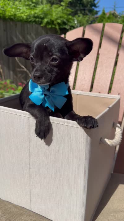 ChaCha, a female Chihuahua for sale in South Orange, NJ – 4 of 4