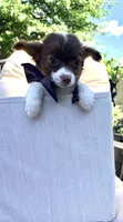 ChaCha, a female Chihuahua for sale in South Orange, NJ – 3 of 4