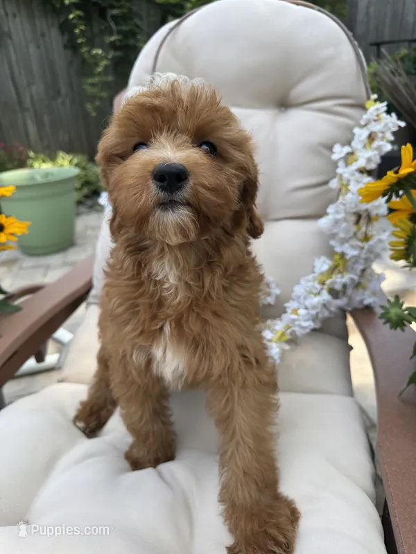 Artist  – Poodle - Toy , Miniature Goldendoodle puppy for sale in South Orange, NJ