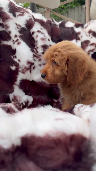 Tanner, a male Miniature Goldendoodle for sale in South Orange, NJ – 4 of 4