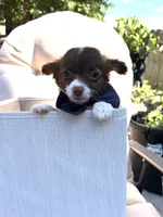 ChaCha, a female Chihuahua for sale in South Orange, NJ – 2 of 4