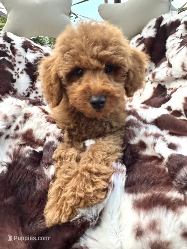 Bryson  – Miniature Goldendoodle puppy for sale in South Orange, NJ