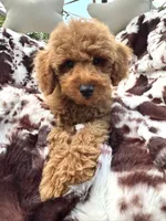 Bryson , a male Miniature Goldendoodle for sale in South Orange, NJ – 1 of 6