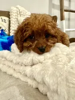 Lilac , a female Cavapoo for sale in South Orange, NJ – 2 of 3