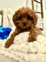 Lilac , a female Cavapoo for sale in South Orange, NJ – 3 of 3