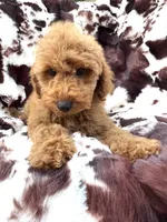 Bryson , a male Miniature Goldendoodle for sale in South Orange, NJ – 5 of 6