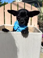 ChaCha, a female Chihuahua for sale in South Orange, NJ – 3 of 4