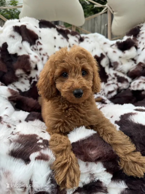 Lena – Miniature Goldendoodle puppy for sale in South Orange, NJ