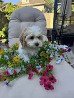 Bunny , a female Cockapoo and Poodle - Toy  for sale in South Orange, NJ – 2 of 2