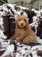 Becca, a female Miniature Goldendoodle for sale in South Orange, NJ – 2 of 4