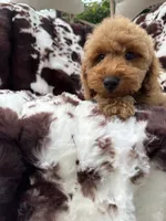 Bryson , a male Miniature Goldendoodle for sale in South Orange, NJ – 2 of 6