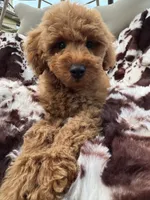 Bryson , a male Miniature Goldendoodle for sale in South Orange, NJ – 4 of 6