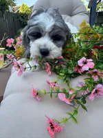 Dug , a male Cockapoo and Poodle - Toy  for sale in South Orange, NJ – 2 of 5