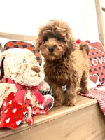 Ruby, a  Cavapoo for sale in South Orange, NJ – 2 of 2