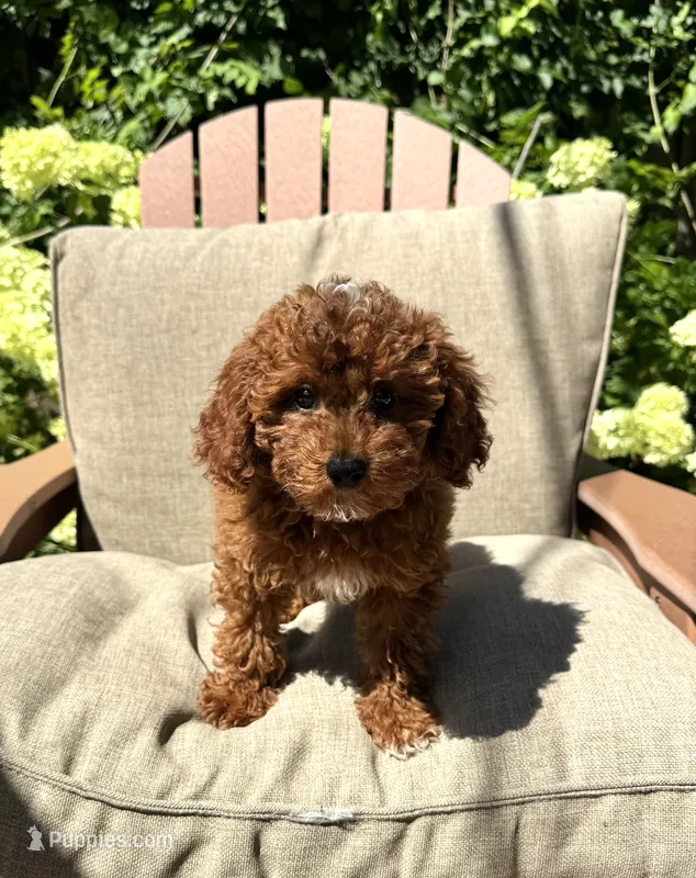 Braun – Cavapoo puppy for sale in South Orange, NJ