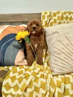 Lilly, a female Cavapoo for sale in South Orange, NJ – 2 of 2