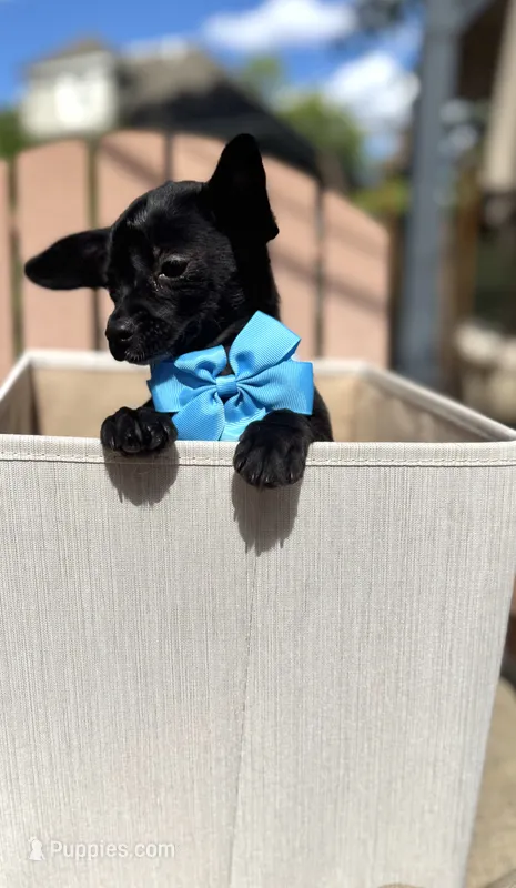 ChaCha – Chihuahua puppy for sale in South Orange, NJ