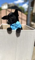 ChaCha, a female Chihuahua for sale in South Orange, NJ – 1 of 4