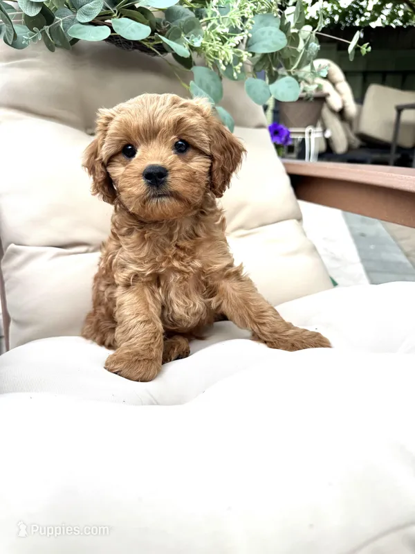 Potter – Cavapoo puppy for sale in South Orange, NJ