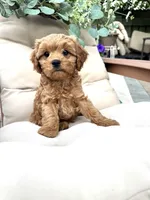 Potter, a male Cavapoo for sale in South Orange, NJ – Photo 1 of 2