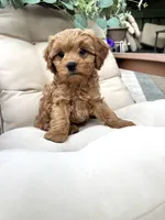 Potter, a male Cavapoo for sale in South Orange, NJ – Photo 2 of 2