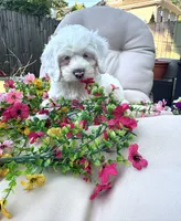 Ivory , a female Cockapoo and Poodle - Toy  for sale in South Orange, NJ – 3 of 4