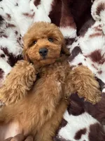 Bryson , a male Miniature Goldendoodle for sale in South Orange, NJ – 3 of 6