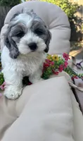 Dug , a male Cockapoo and Poodle - Toy  for sale in South Orange, NJ – 3 of 5
