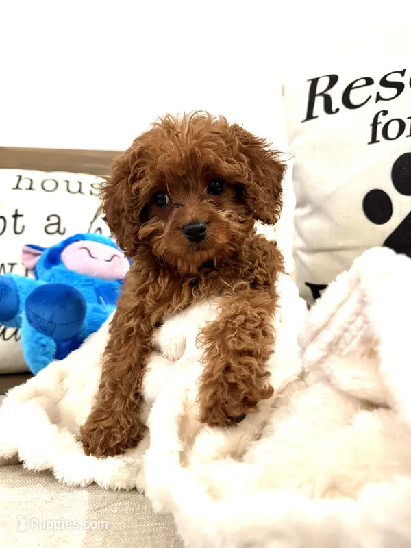 Lilac  – Cavapoo puppy for sale in South Orange, NJ