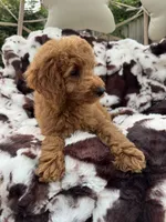 Lena, a female Miniature Goldendoodle for sale in South Orange, NJ – 4 of 5