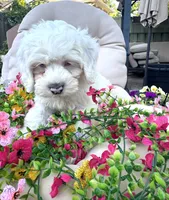 Ivory , a female Cockapoo and Poodle - Toy  for sale in South Orange, NJ – 2 of 4