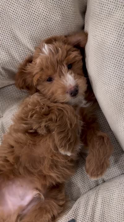 Noah, a male Miniature Goldendoodle for sale in South Orange, NJ – 3 of 4