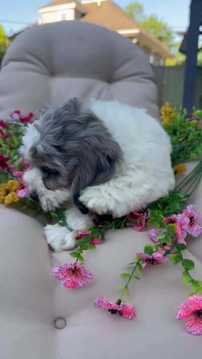 Dug , a male Cockapoo and Poodle - Toy  for sale in South Orange, NJ – 4 of 5