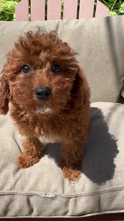 Braun, a male Cavapoo for sale in South Orange, NJ – 3 of 3
