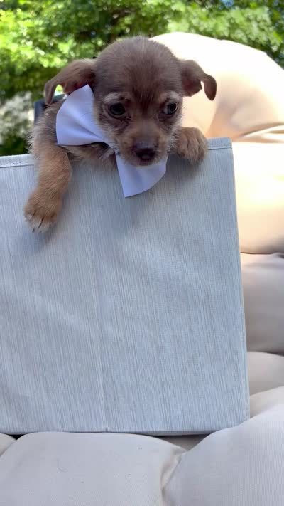 Carmelo, a male Chihuahua for sale in South Orange, NJ – 3 of 3