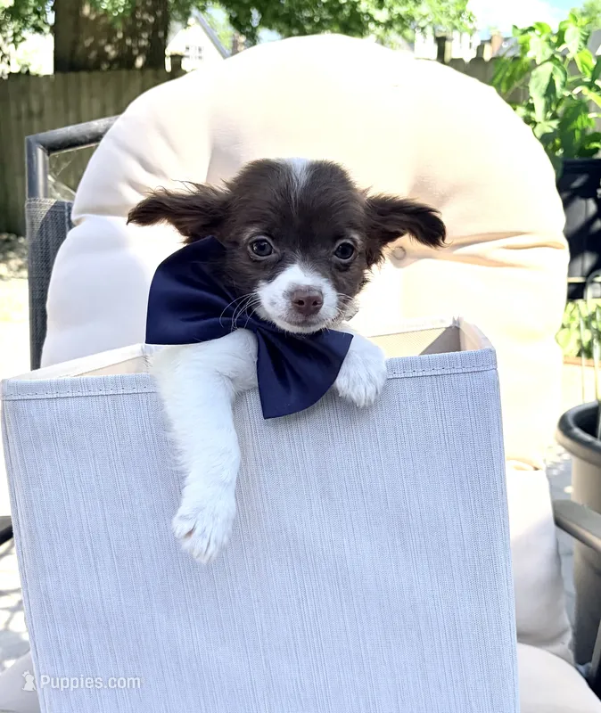 ChaCha – Chihuahua puppy for sale in South Orange, NJ