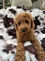 Lena, a female Miniature Goldendoodle for sale in South Orange, NJ – 3 of 5
