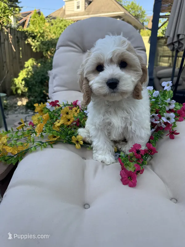 Cory – Cockapoo, Poodle - Toy  puppy for sale in South Orange, NJ