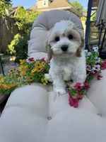 Cory, a male Cockapoo and Poodle - Toy  for sale in South Orange, NJ – 1 of 2