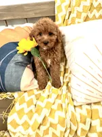 Lilly, a female Cavapoo for sale in South Orange, NJ – 1 of 2