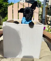 ChaCha, a female Chihuahua for sale in South Orange, NJ – 2 of 4