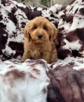 Tanner, a male Miniature Goldendoodle for sale in South Orange, NJ – 3 of 4