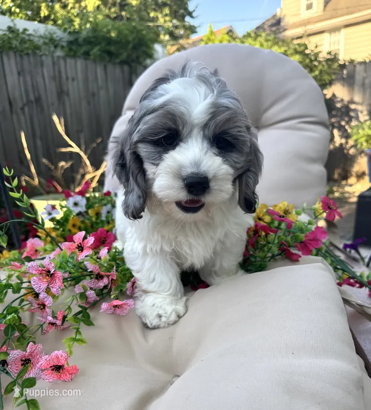 Dug  – Cockapoo, Poodle - Toy  puppy for sale in South Orange, NJ