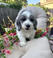 Dug , a male Cockapoo and Poodle - Toy  for sale in South Orange, NJ – 1 of 5