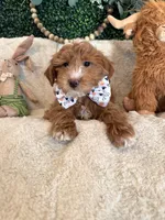 Noah, a male Miniature Goldendoodle for sale in South Orange, NJ – 2 of 4
