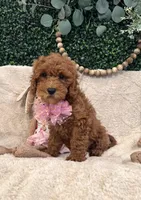 Pansey, a female Cavapoo for sale in South Orange, NJ – Photo 3 of 4