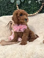 Pansey, a female Cavapoo for sale in South Orange, NJ – Photo 4 of 4